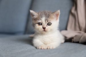 How to educate a kitten? How to educate a kitten?